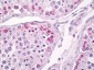 USP13 Antibody (aa500-550)